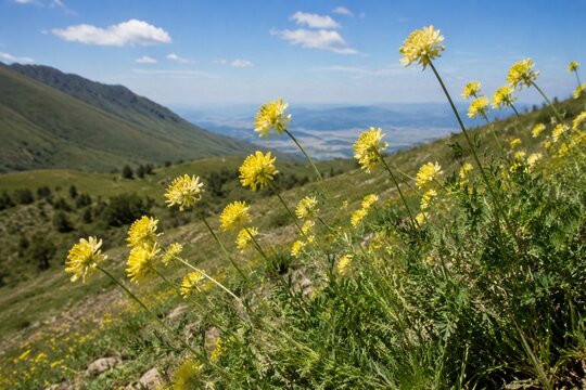 Yellow astragalus flowers sway on a sunny hillside, captured in a gentle breeze.