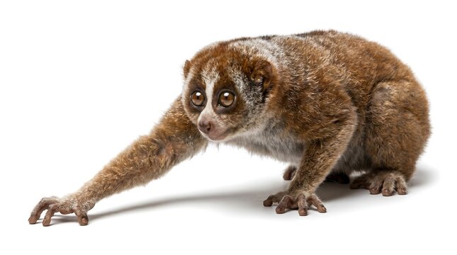 A cute slow loris with large eyes isolated on a white background.