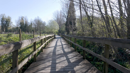 Fototapeta premium Wooden boardwalk path through a sunlit forest