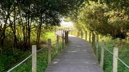Fototapeta premium Wooden boardwalk path through a sunlit lush green forest wetland