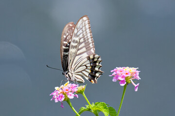 ランタナの花の蜜を吸うナミアゲハ(Asian Swallowtail) © 水玉模様