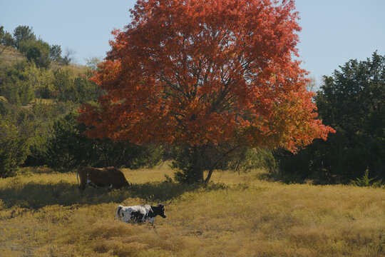 Corriente cattle grazing in a Texas field with a vibrant red oak tree in autumn