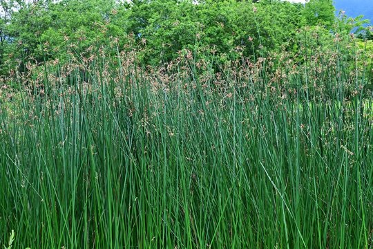 Soft stem bulrush (Schoenoplectus tabernaemontani).  Cyperaceae  perennial aquatic plants. It grows water front and produces spikelets at the tips of its stems in summer.