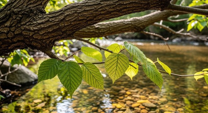 tree branch with green leaves over river