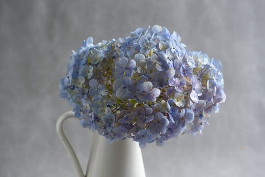Close up Beautiful Hydrangea Flower or Bunga Bokor on Elegant Gray Background Studio Photography For Floral Greeting Card. Flowery Background