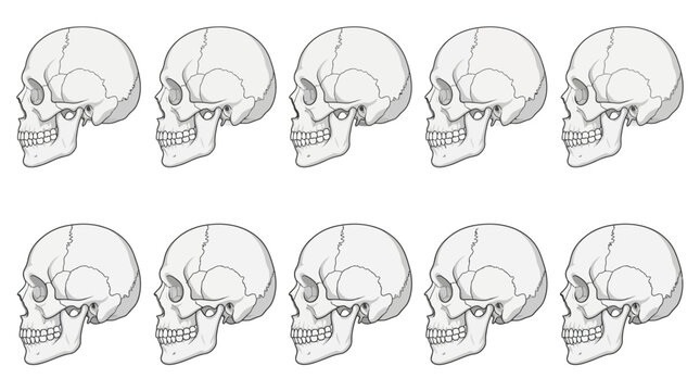 Anatomical human skull side view profile in a repeated pattern