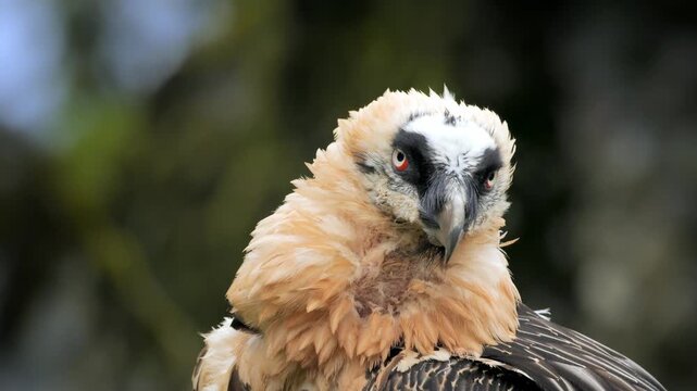 Extreme close-up portrait of a majestic bearded vulture