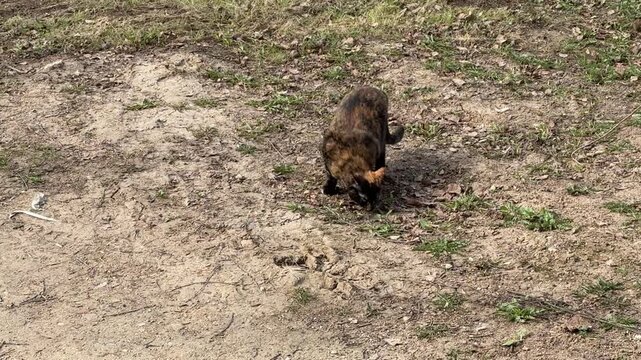 Tortoiseshell cat walking on grass in house yard, pausing to sniff ground, stalking possible mouse, low sunlight, patchy soil