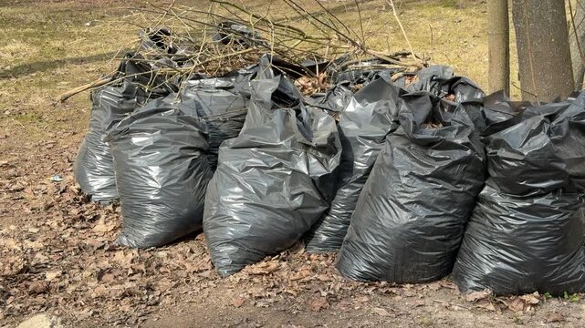 Black garbage bags filled with leaves stacked near birch trees on roadside in urban park during spring cleanup, dried foliage