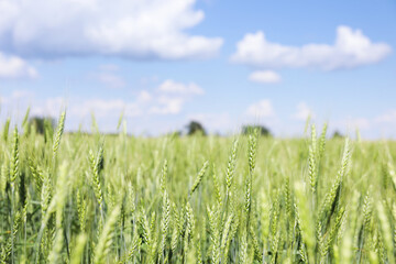 Obraz premium Wheat spikes growing in field outdoors, space for text