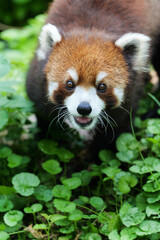Obraz premium The red panda in the grass has sparkling eyes