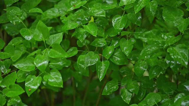 Close-up of vibrant green leaves glistening with rainwater