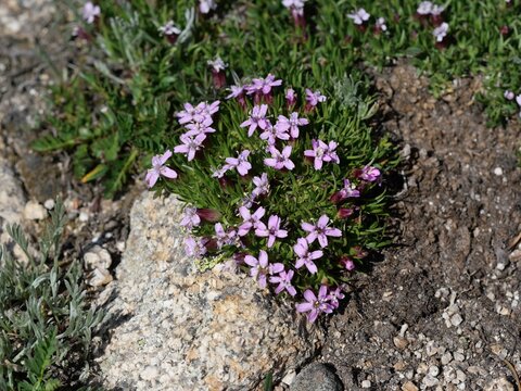 Moss Campion (Silene acaulis) blooming in alpine tundra near Blue Lake, Colorado