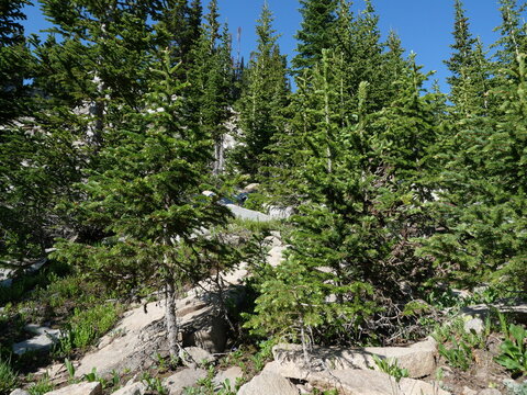Subalpine conifer forest along the Blue Lake Trail in the Colorado Rocky Mountains
