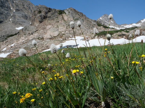American bistort (Persicaria bistortoides) blooming near Blue Lake in the Indian Peaks Wilderness, Colorado