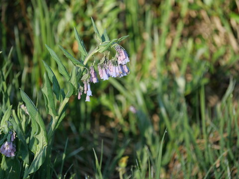 Tall Fringed Bluebells (Mertensia ciliata) blooming beside a mountain stream on the Mitchell Lake Trail, Colorado