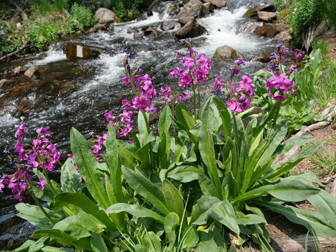 Parry's primrose (Primula parryi) blooming beside a mountain stream in the Indian Peaks Wilderness, Colorado