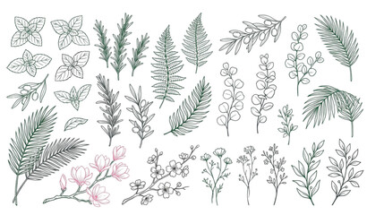 Botanical herbs and green leaves vector collection with magnolia and sakura branches © Bijoy
