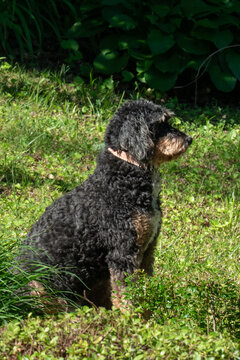 Feel the bern while sitting on the lawn and being a good boy, dark curly haired Bernie doodle designer breed of American family pet canine and cute dig