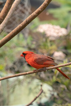 Red male northern cardinal is specially dimorphic from the lighter colors often brown female parents in order to help hide the nest