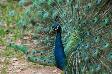 Obraz premium The peacock spreads its tail 