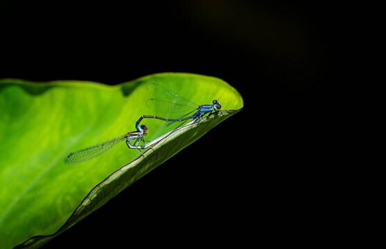 Macro photography of damselflies mating, the moment of insect reproduction