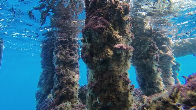 A Thriving Marine Ecosystem Formed Beneath the Pillars of an Offshore Drilling Platform
