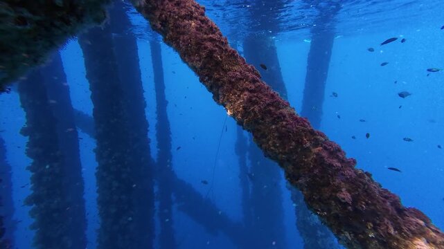A Thriving Marine Ecosystem Formed Beneath the Pillars of an Offshore Drilling Platform
