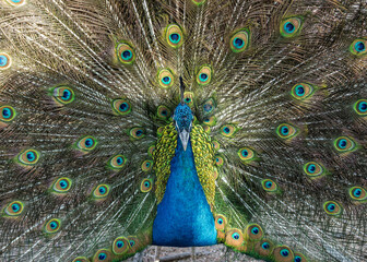 Obraz premium The peacock spreads its tail 
