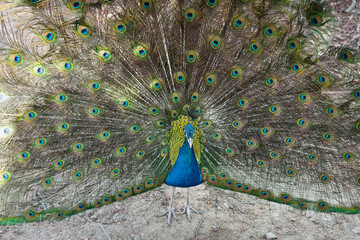 Obraz premium The peacock spreads its tail 