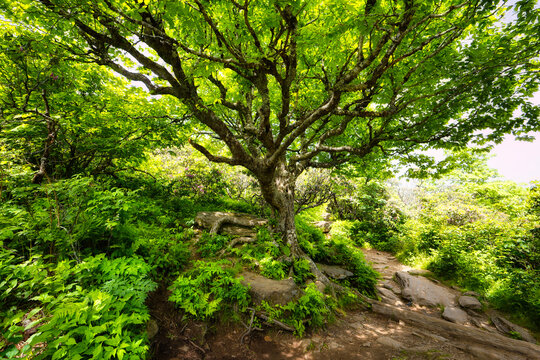 A view of a majestic Birch tree like the tree of life in a green forest in the morning on the Craggy Pinnacle Trail on the Blue Ridge Parkway in North carolina USA 