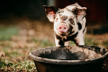 Pigs © Melissa