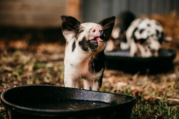 Pigs © Melissa
