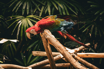 Beautiful Macaw  © Lucas