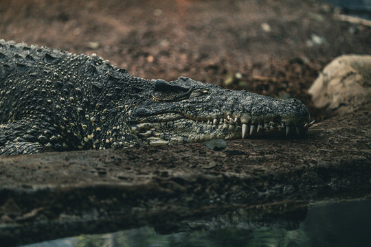 Crocodile Chillin