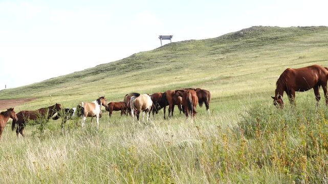 Herd of horses grazing in summer hill pasture