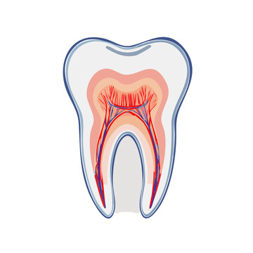 Tooth Anatomy Cross Section Vector Illustration