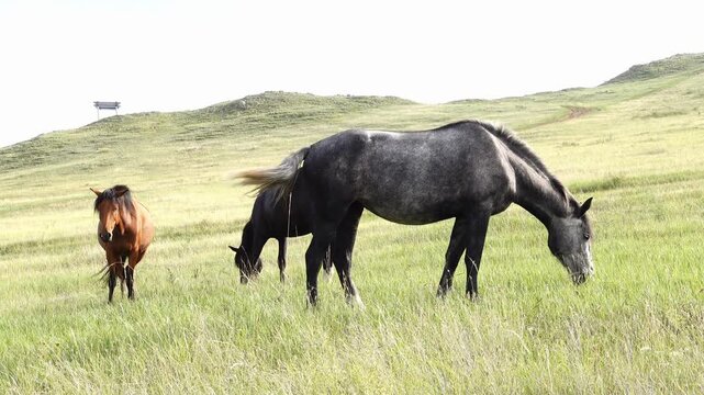 Herd of horses grazing in summer hill pasture