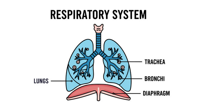 Educational diagram of the human respiratory system, highlighting the lungs, trachea, bronchi, and diaphragm with labels on a clean white background.