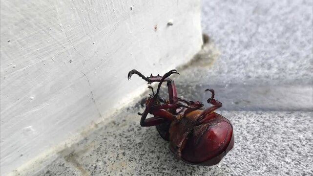 Close-up of a large brown beetle upside down on a textured surface