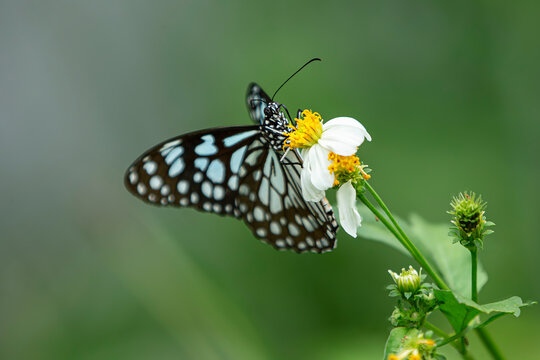 Macro profile shot of a Glassy Tiger butterfly feeding on a white wildflower.  A stunning macro close-up showcasing the detailed profile of a Glassy Tiger butterfly .perched on a fresh flower