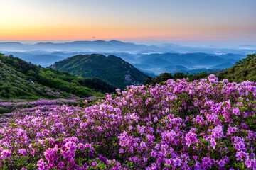 Obraz premium Breathtaking misty sunrise at Hwangmaesan Mountain in South Korea, featuring a sea of clouds rolling over deep valleys and delicate pink azalea flowers in the foreground.