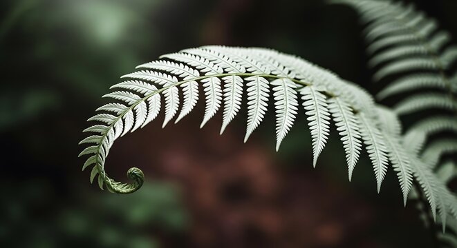 Silver fern frond with a spiraling koru tip against dark forest