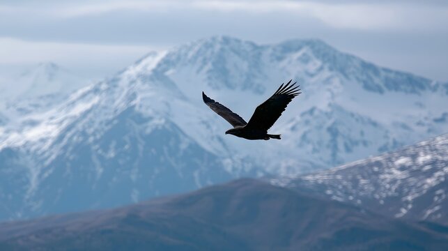 An elusive bear gracefully glides over serene mountain landscapes providing a stunning and tranquil natural vista