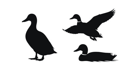 Fototapeta premium Three ducks in various poses flying.