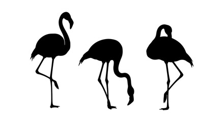 Obraz premium Three Flamingos in Black Silhouette Standing.