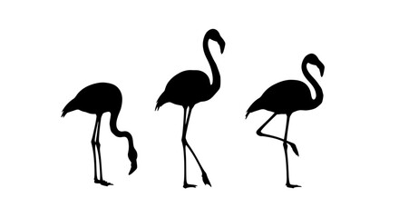 Naklejka premium Three Flamingos Standing Side by Side.