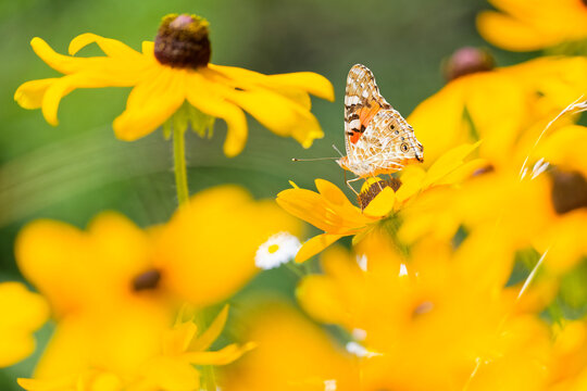 黄色い花に留まるヒメアカタテハ(Painted Lady)