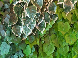 Green Foliage Texture with Mixed Tropical Leaves Natural Botanical Background © Zayyan 