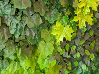 Green Foliage Texture with Mixed Tropical Leaves Natural Botanical Background © Zayyan 